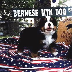 Degrasso bernese hot sale