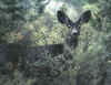deer.jpg (13029 bytes)