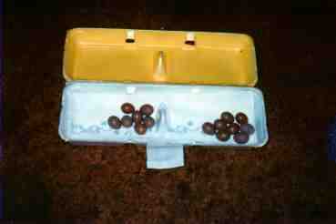 eggs in carton
